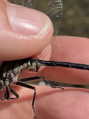 Phanogomphus descriptus