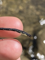 Phanogomphus descriptus