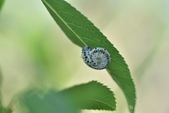 Cimbex quadrimaculatus