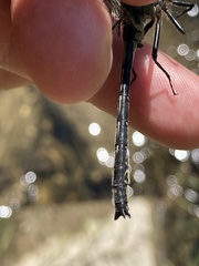 Phanogomphus descriptus