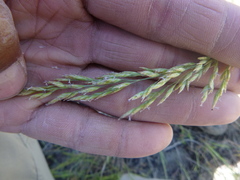 Poa secunda