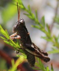 Melanoplus indicifer