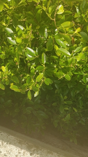 Ficus microcarpa image