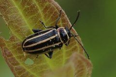 Disonycha pensylvanica