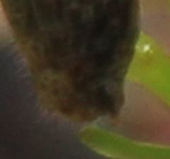 Melanoplus indicifer