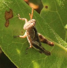 Melanoplus indicifer