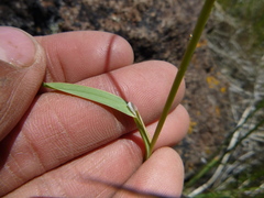 Poa secunda