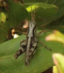 Melanoplus indicifer