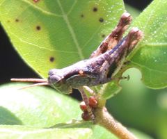 Melanoplus indicifer