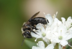 Andrena vicina