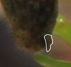 Melanoplus indicifer