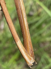 Carex barrattii