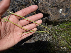 Poa secunda