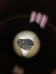 Ceutorhynchus erysimi