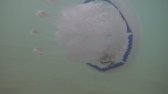 Rhizostoma pulmo