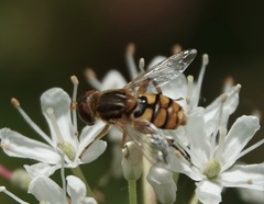 Parhelophilus obsoletus