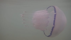 Rhizostoma pulmo