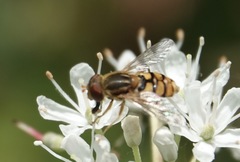 Parhelophilus obsoletus