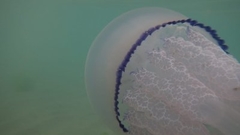 Rhizostoma pulmo
