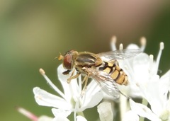 Parhelophilus obsoletus