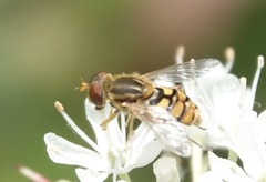 Parhelophilus obsoletus