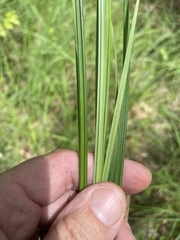 Carex barrattii