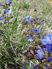 Penstemon humilis