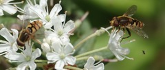 Parhelophilus obsoletus