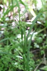 Scirpus atrovirens