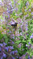 Bombus nevadensis