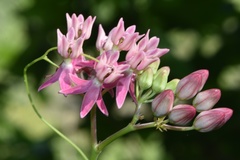 Asclepias lanceolata × rubra
