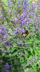 Bombus nevadensis