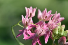 Asclepias lanceolata × rubra