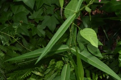 Asclepias lanceolata × rubra