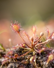 Drosera