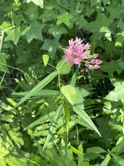 Asclepias lanceolata × rubra