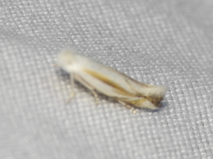 Bucculatrix magnella