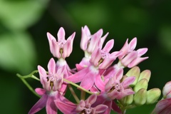 Asclepias lanceolata × rubra
