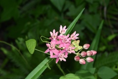 Asclepias lanceolata × rubra