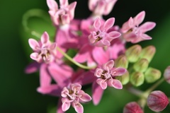 Asclepias lanceolata × rubra