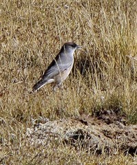 Muscisaxicola capistratus