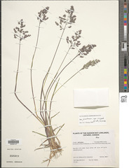 Poa pratensis irrigata