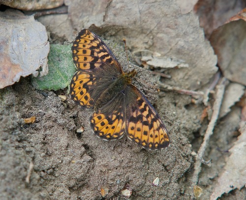 Freija Fritillary photo 3
