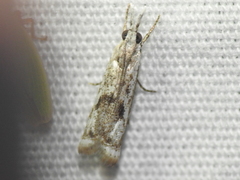 Microcrambus kimballi
