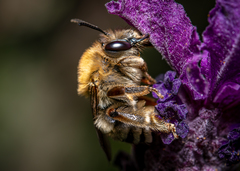 Eucera longicornis