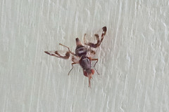 Pseudodyscrasis scutellaris