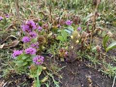 Castilleja victoriae