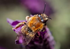 Eucera longicornis
