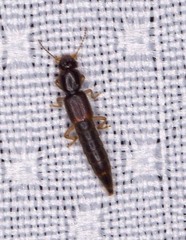 Pinophilus