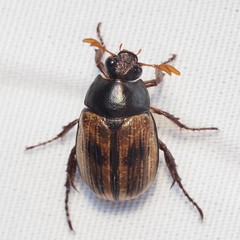 Anomala binotata